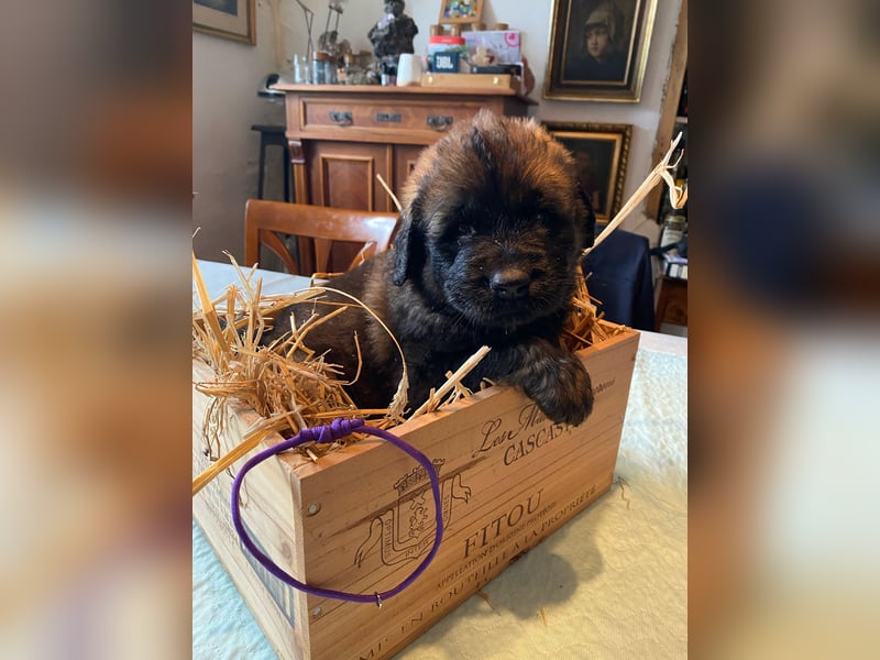 Reinrassige Leonberger ohne Papiere