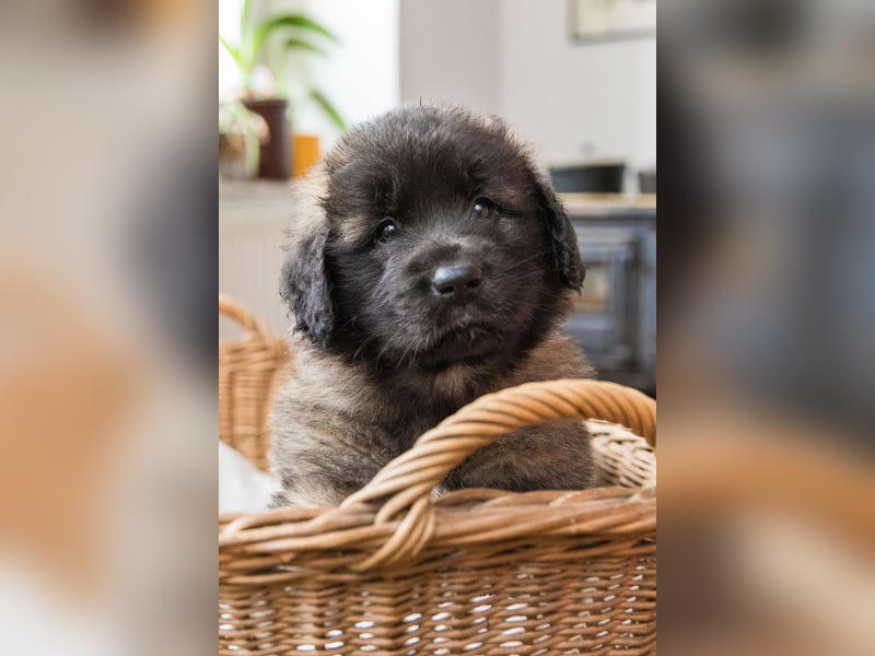 Reinrassige Leonberger ohne Papiere