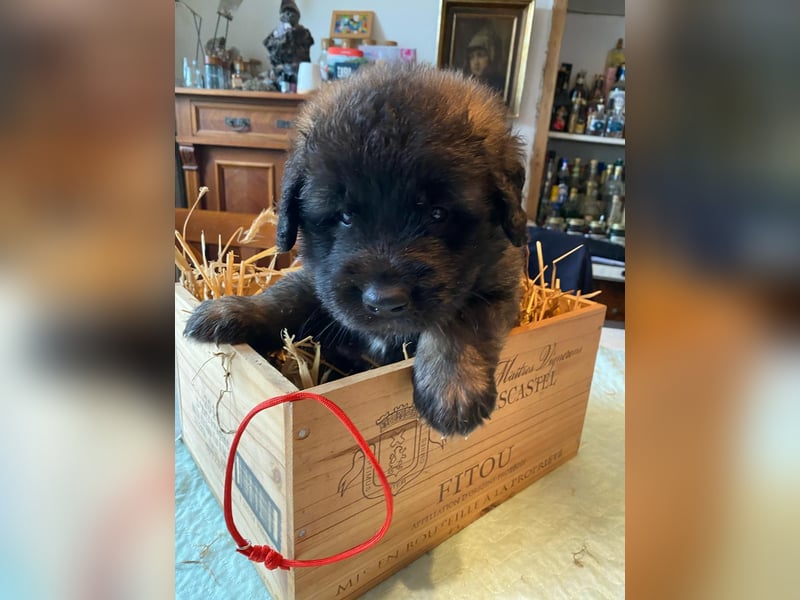 Reinrassige Leonberger ohne Papiere