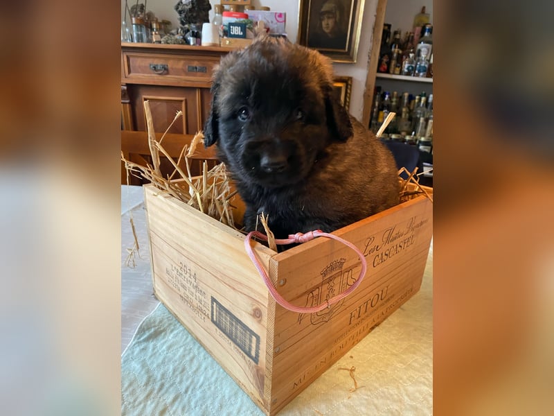 Reinrassige Leonberger ohne Papiere