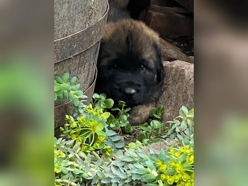 Reinrassige Leonberger ohne Papiere