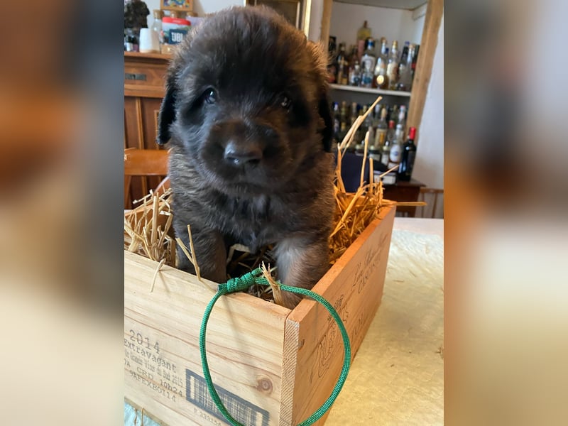 Reinrassige Leonberger ohne Papiere