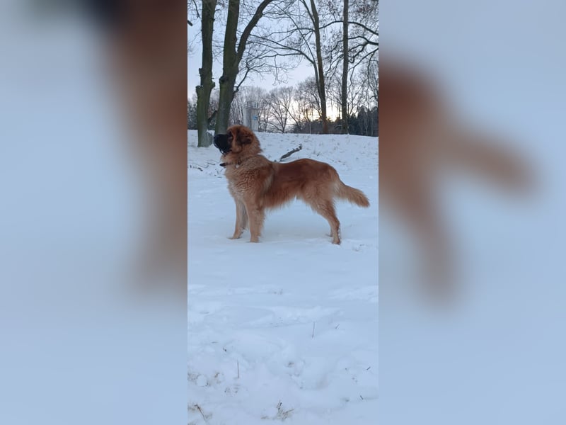 Deckrüde Leonberger Mischling Kein Verkauf