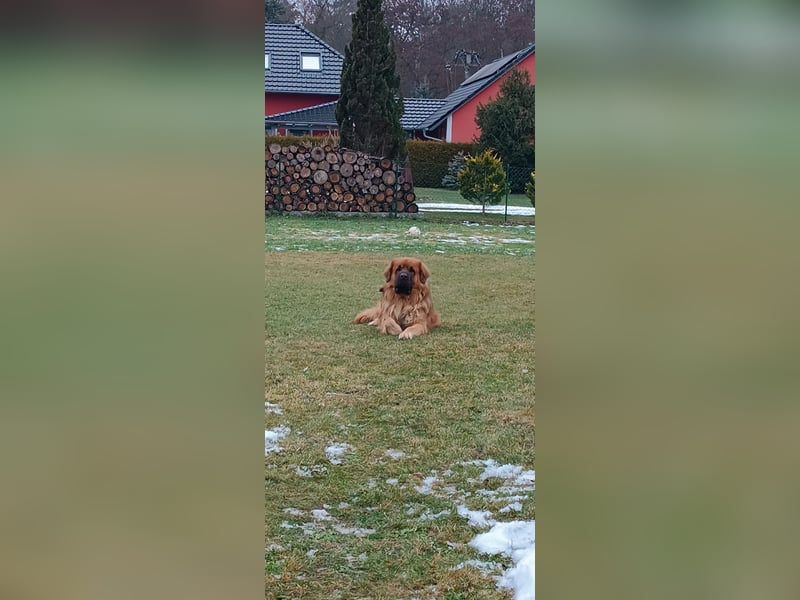 Deckrüde Leonberger Mischling Kein Verkauf