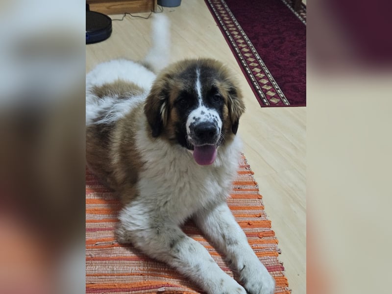 Schönes Zuhause gesucht für meine 2 jährigen Leonberger Mix