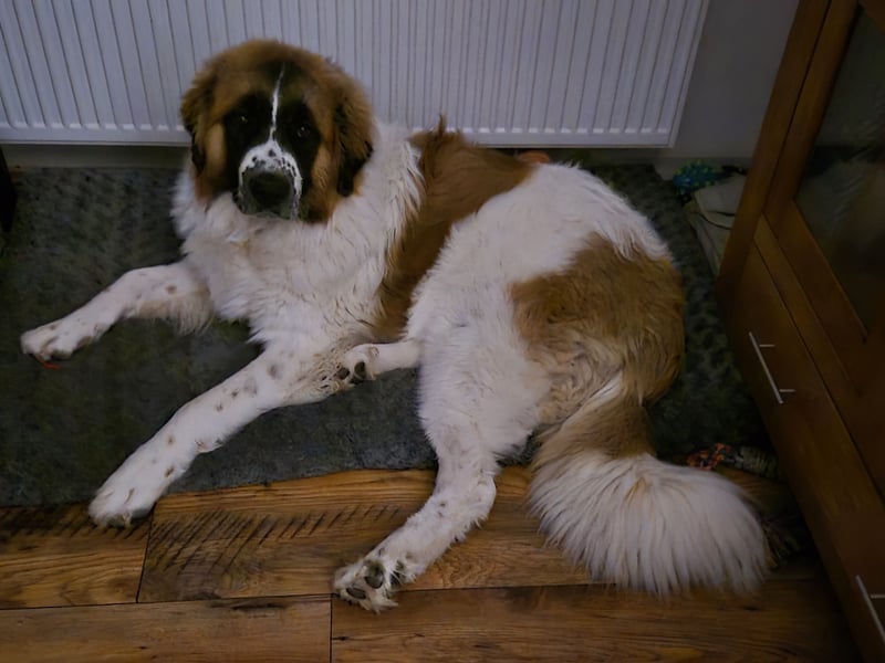 Schönes Zuhause gesucht für meine 2 jährigen Leonberger Mix