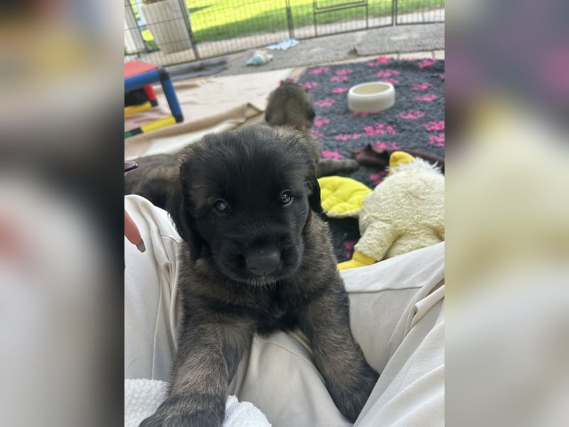 Leonberger Welpen