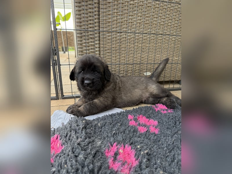 Leonberger Welpen