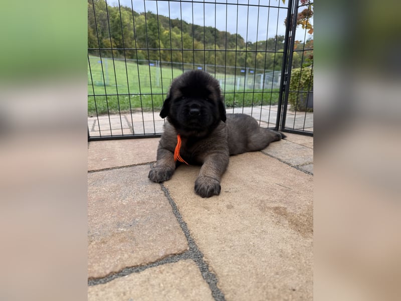 Leonberger Welpen
