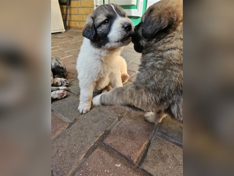 Welpen Pyrenäenberghund/Leonberger