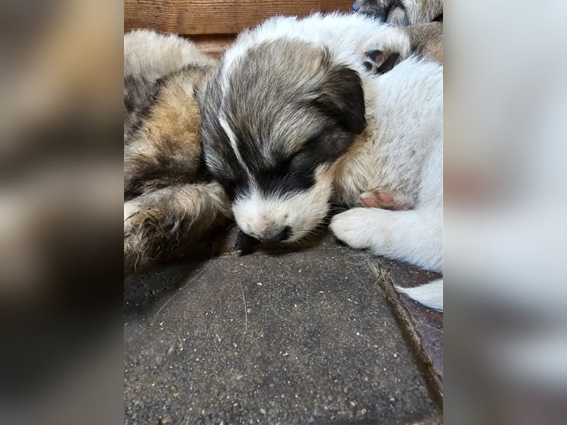 Welpen Pyrenäenberghund/Leonberger