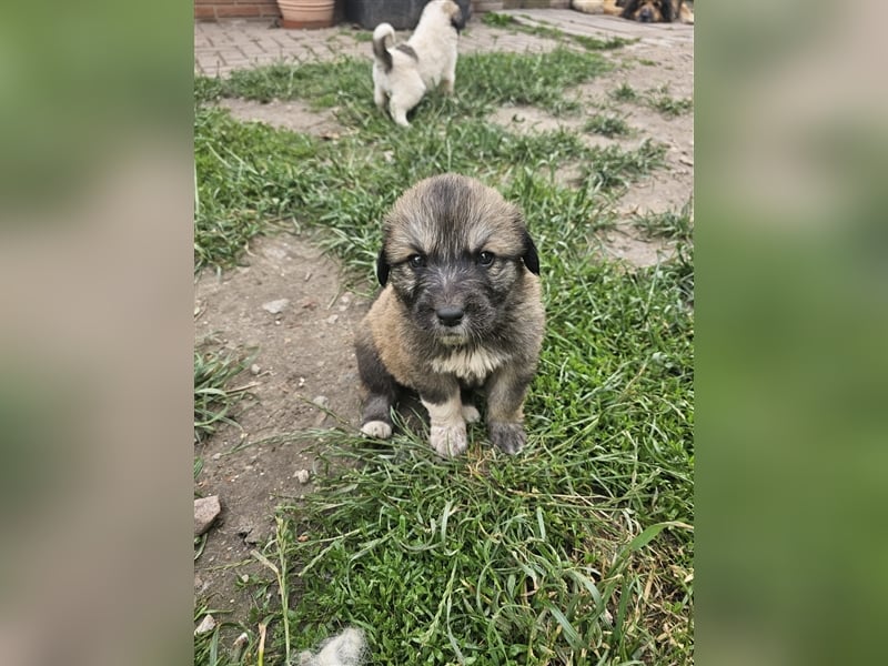 Welpen Pyrenäenberghund/Leonberger