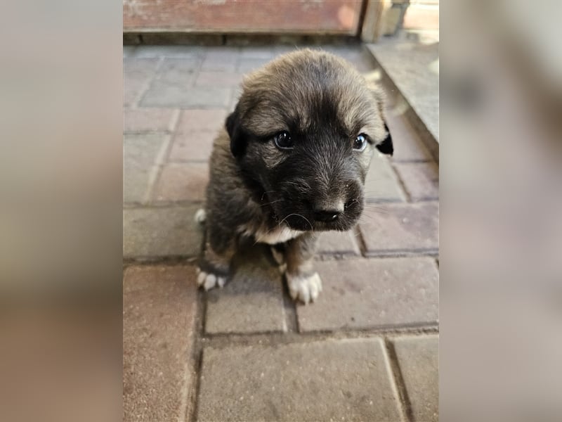 Welpen Pyrenäenberghund/Leonberger