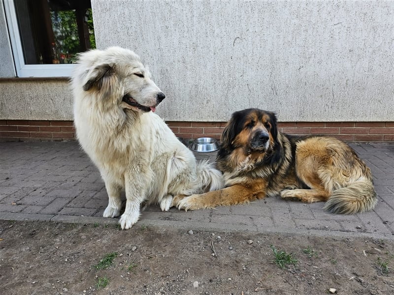 Welpen Pyrenäenberghund/Leonberger