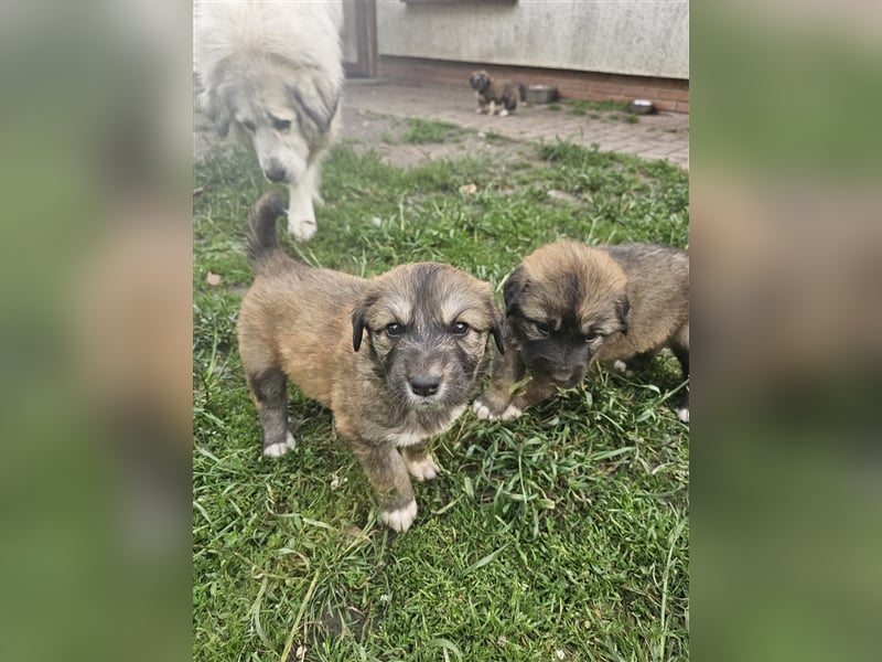 Welpen Pyrenäenberghund/Leonberger