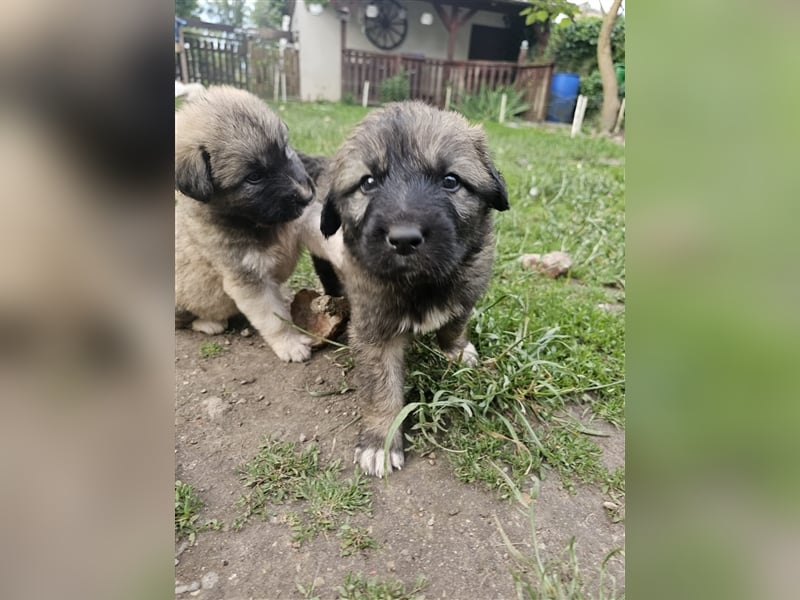 Welpen Pyrenäenberghund/Leonberger