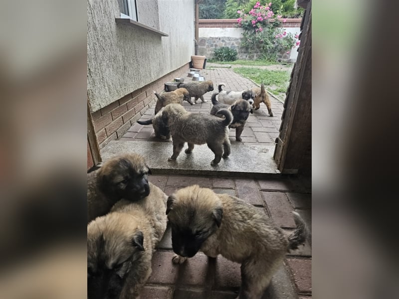 Welpen Pyrenäenberghund/Leonberger