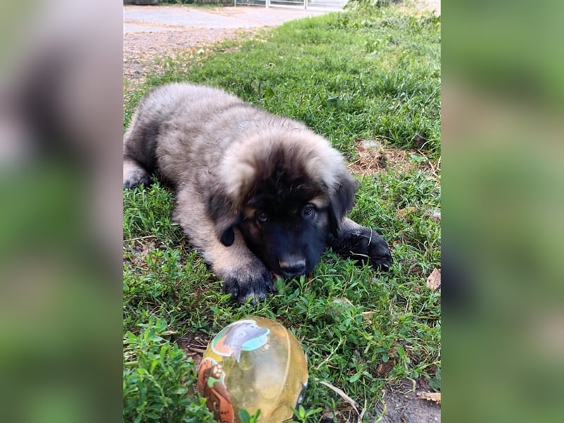 Leonberger Bernhardiner Mix Welpen