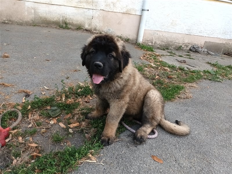 Leonberger Bernhardiner Mix Welpen