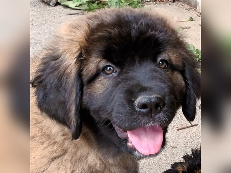 Leonberger Bernhardiner Mix Welpen