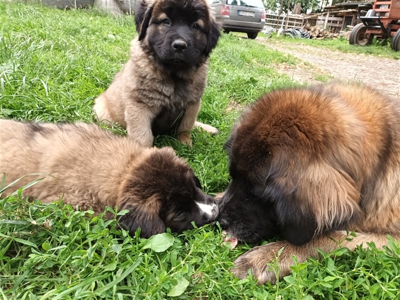 Leonberger Bernhardiner Mix Welpen