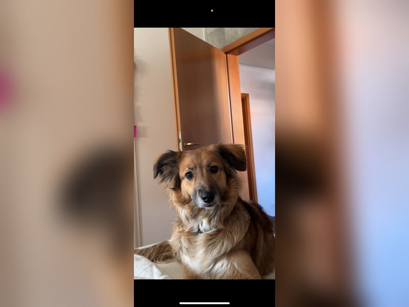 Amy sucht ein neues Zuhause