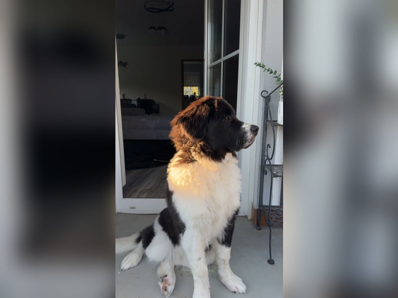 Leonberger Mix Welpe sucht dringendes Zuhause