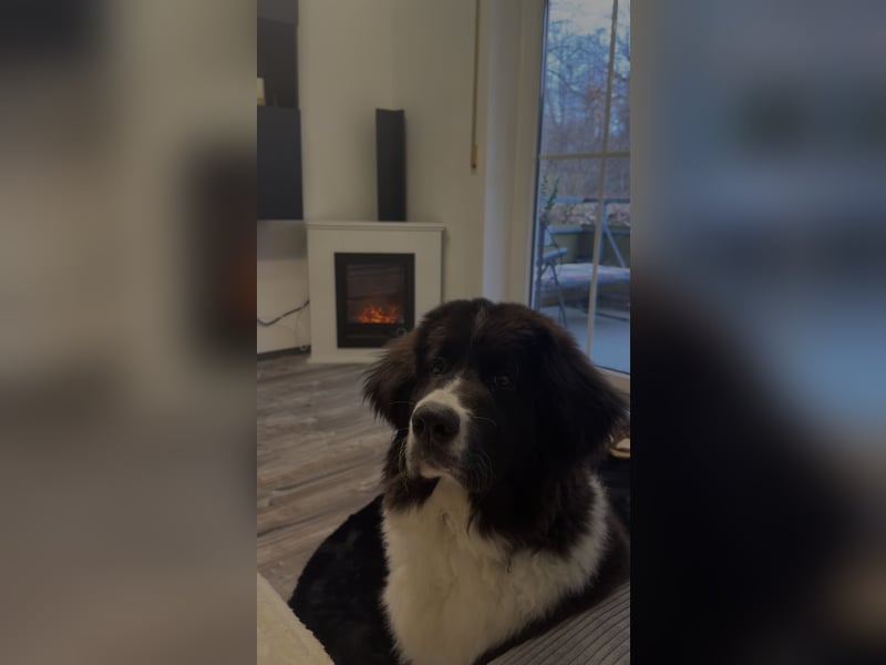 Leonberger Mix Welpe sucht dringendes Zuhause