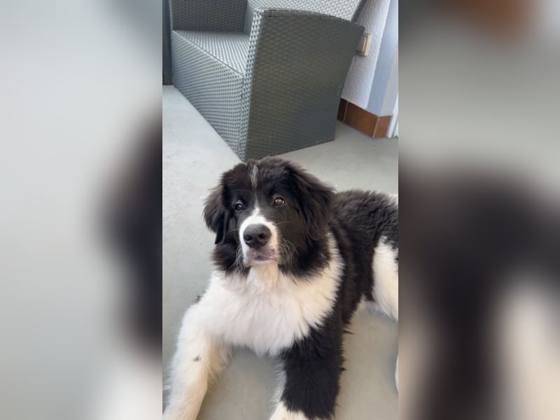 Leonberger Mix Welpe sucht dringendes Zuhause