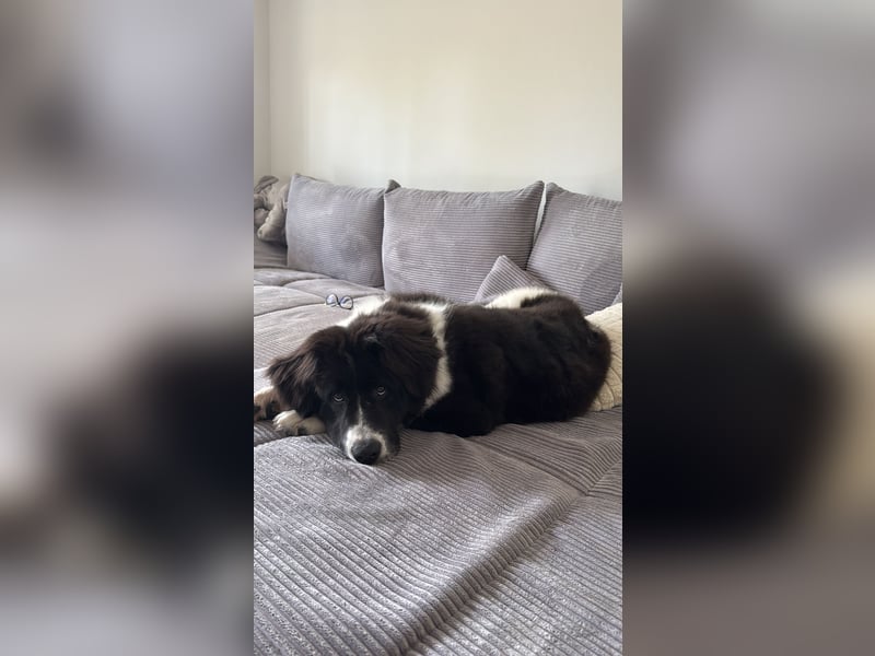 Leonberger Mix Welpe sucht dringendes Zuhause