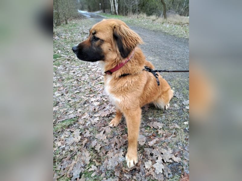 süße Mischlingshündin "Arina" sucht ein Zuhause