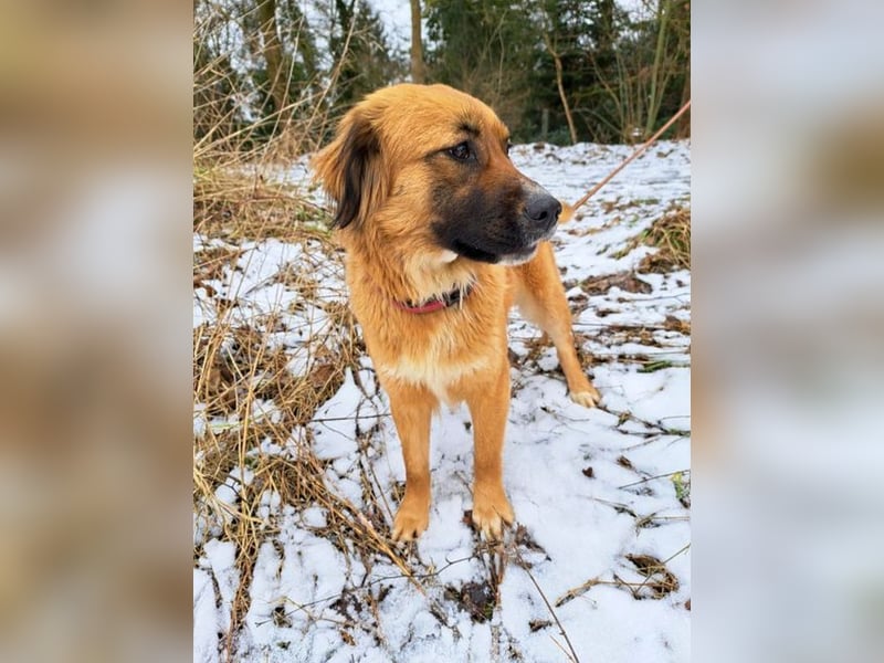 süße Mischlingshündin "Arina" sucht ein Zuhause