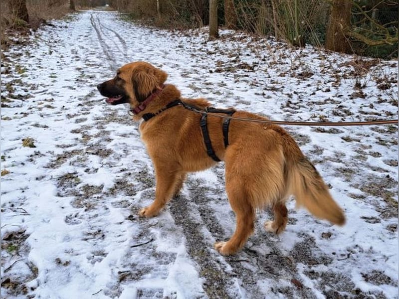 süße Mischlingshündin "Arina" sucht ein Zuhause