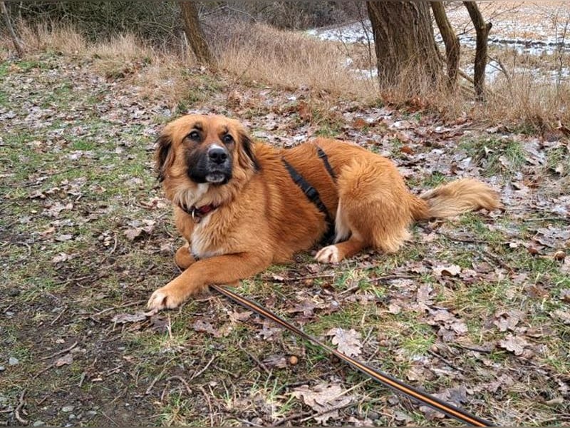 süße Mischlingshündin "Arina" sucht ein Zuhause