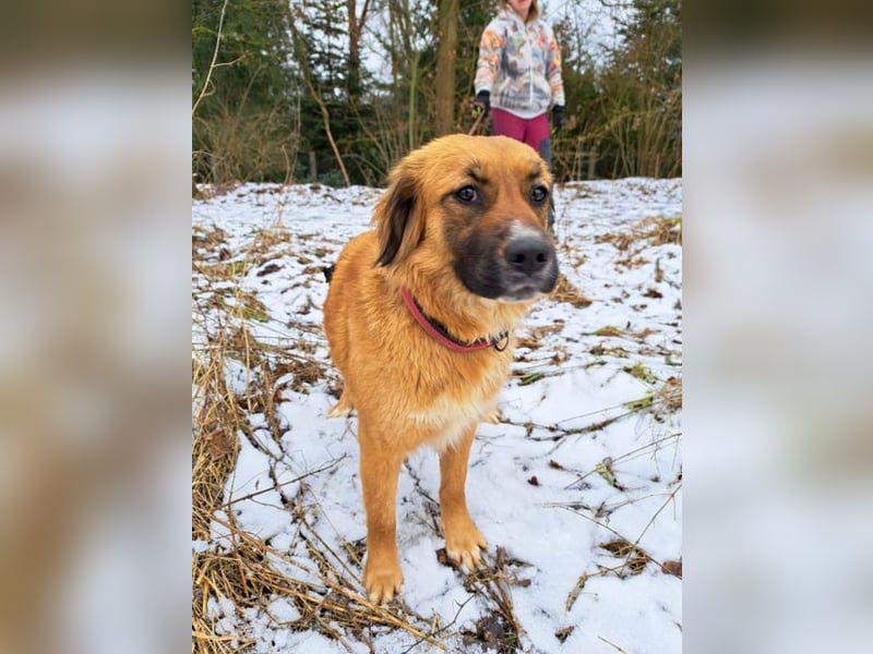 süße Mischlingshündin "Arina" sucht ein Zuhause