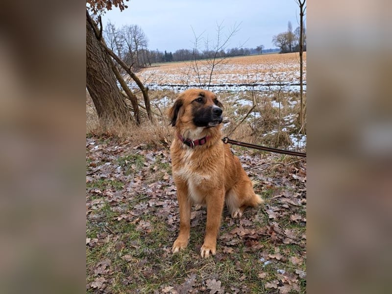 süße Mischlingshündin "Arina" sucht ein Zuhause