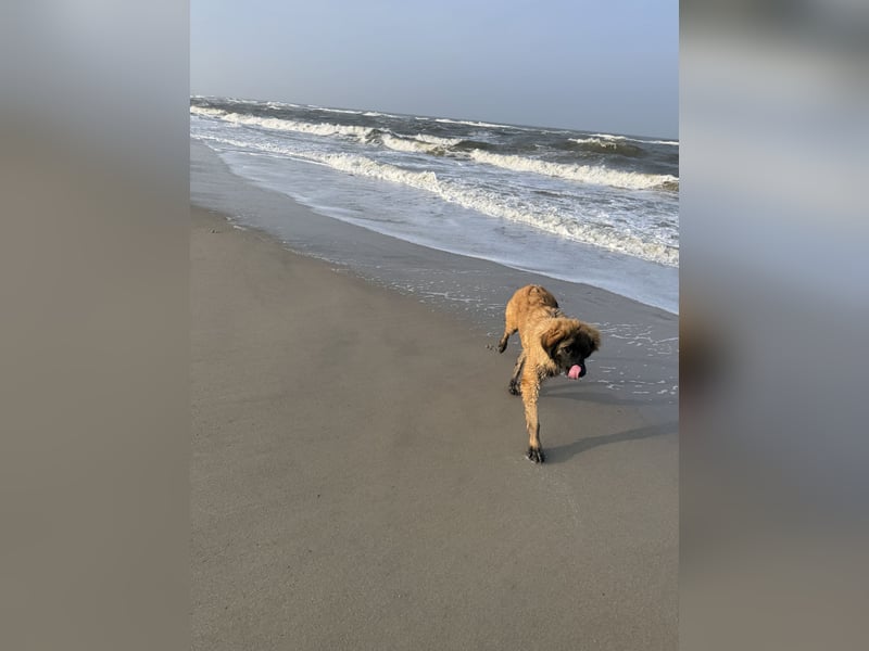 Leonberger 1,5 Jahre