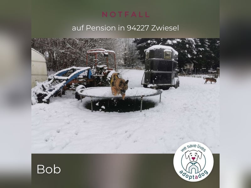 Bob: Überschwänglicher Riese (auf PS in Zwiesel/D)