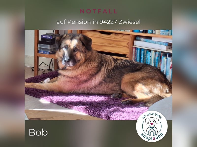 Bob: Überschwänglicher Riese (auf PS in Zwiesel/D)