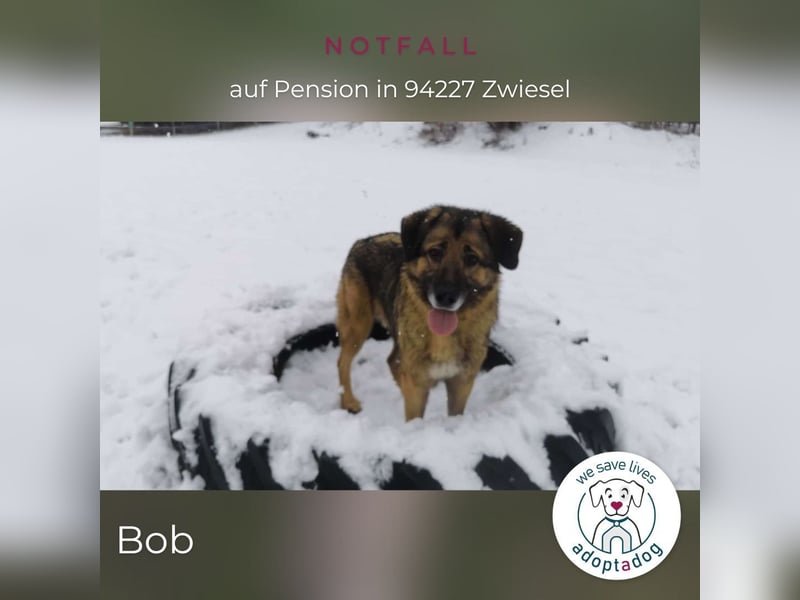 Bob: Überschwänglicher Riese (auf PS in Zwiesel/D)