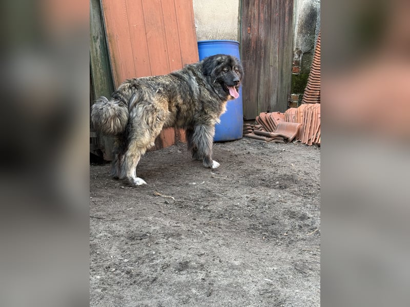 Leonberger-Kaukasen Mix Welpen