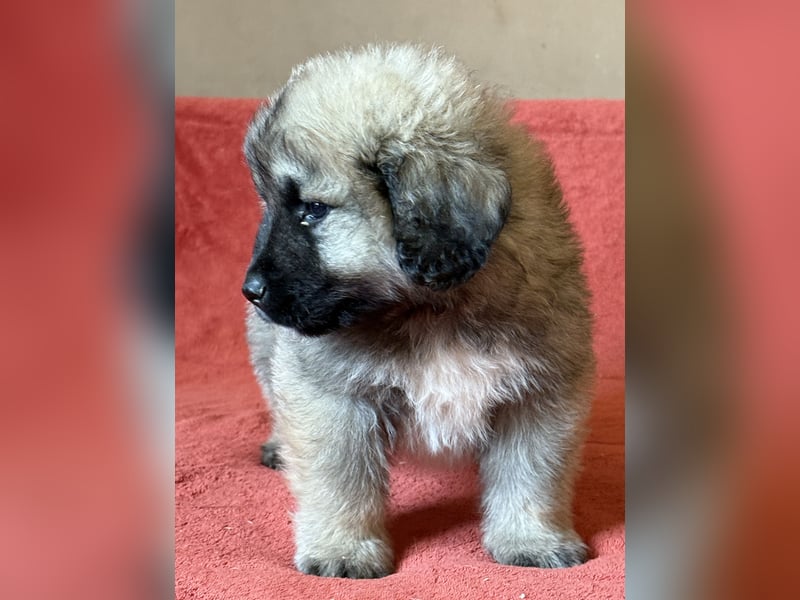 Leonberger-Kaukasen Mix Welpen
