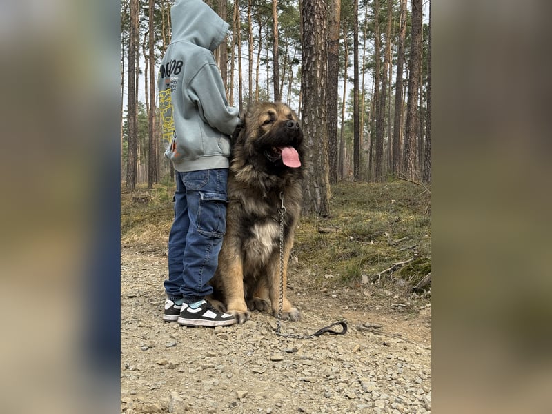 Leonberger-Kaukasen Mix Welpen