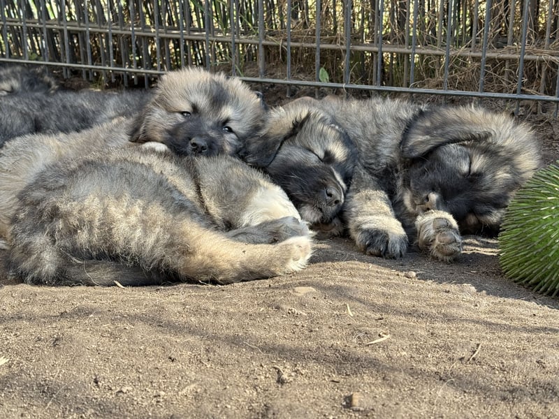 Leonberger-Kaukasen Mix Welpen