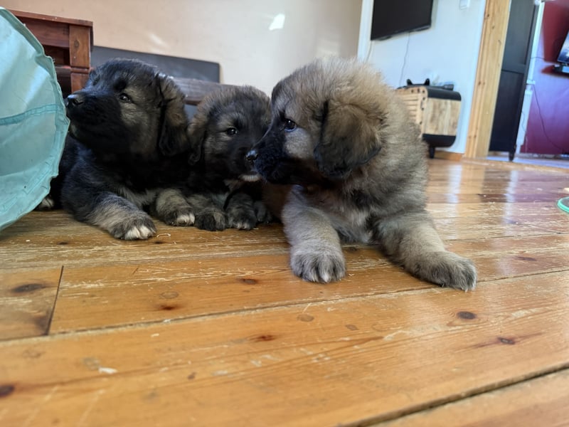 Leonberger-Kaukasen Mix Welpen