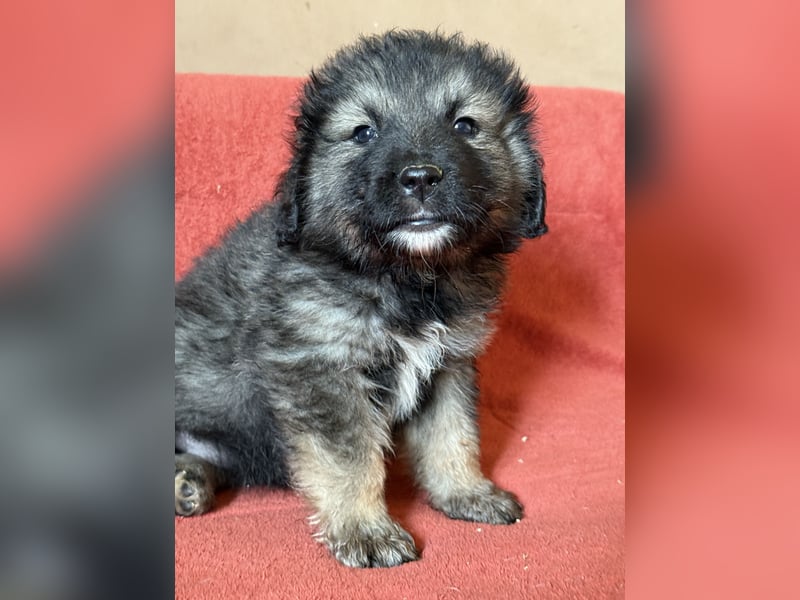 Leonberger-Kaukasen Mix Welpen