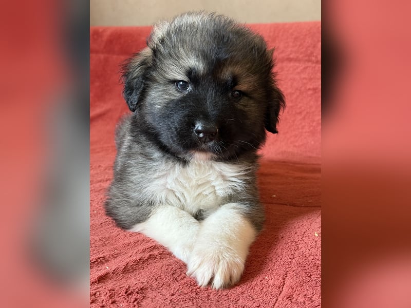 Leonberger-Kaukasen Mix Welpen