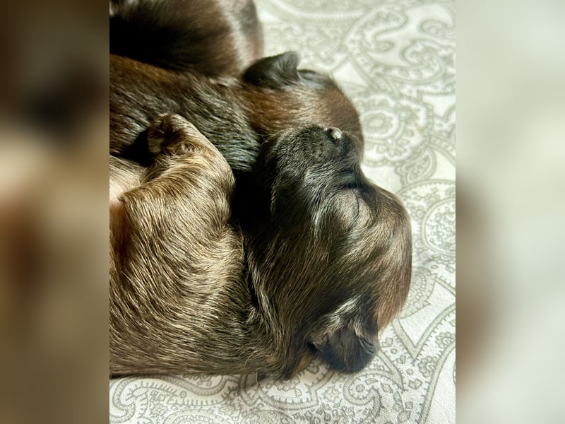 Wir haben Lhasa Apso Welpen