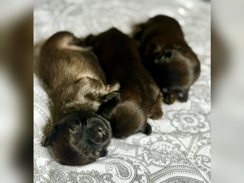 Lhasa Apso Welpen