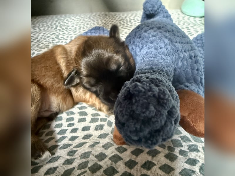 Wir haben Lhasa Apso Welpen